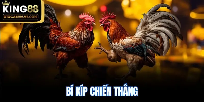 Đá Gà Thomo King88 - Nơi Quy Tụ Các Chiến Kê Đỉnh Cao Nhất 6 Bí kíp chiến thắng