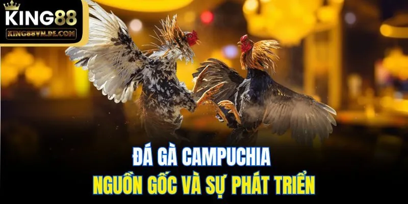 Đá Gà Campuchia - Loại Hình Cá Cược Hấp Dẫn Số 1 Tại King88 4 Đá gà Campuchia - Nguồn gốc và sự phát triển