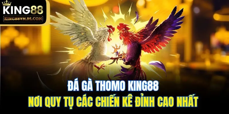 Đá Gà Thomo King88 - Nơi Quy Tụ Các Chiến Kê Đỉnh Cao Nhất  11 Đá Gà Thomo King88 - Nơi Quy Tụ Các Chiến Kê Đỉnh Cao Nhất