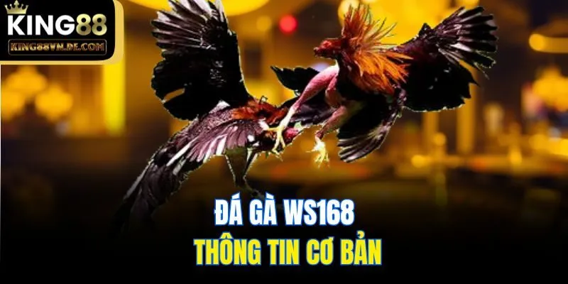 Đá Gà WS168 - Sân Chơi Giải Trí Cho Kê Thủ Chuyên Nghiệp 4 Đá gà WS168 và thông tin cơ bản