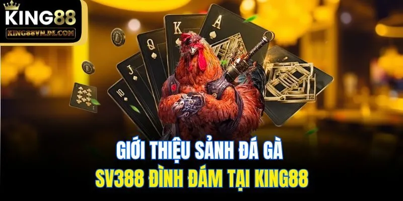 Đá Gà SV388 - Sảnh Cược Cực Hot Cho Mọi Kê Thủ Tại King88 4 Giới thiệu sảnh Đá gà SV388 đình đám tại King88