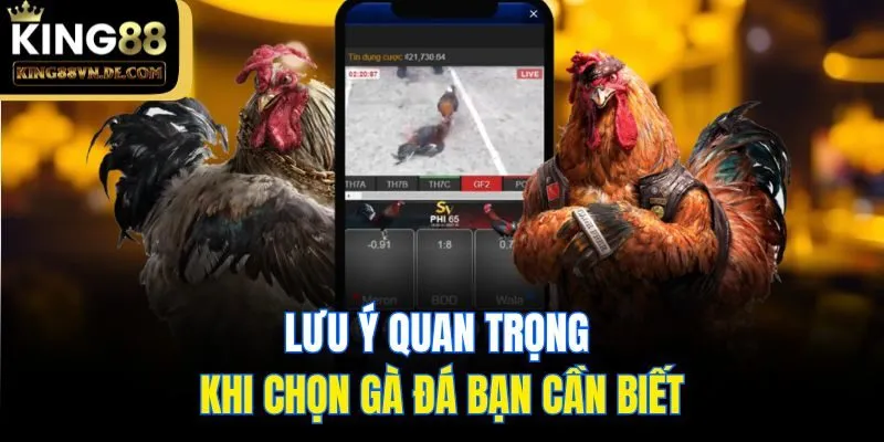 Top 6 Mẹo Chọn Gà Đá Cực Hay Và Chuẩn Xác Từ Sư Kê King88 6 Lưu ý quan trọng khi chọn gà đá bạn cần biết