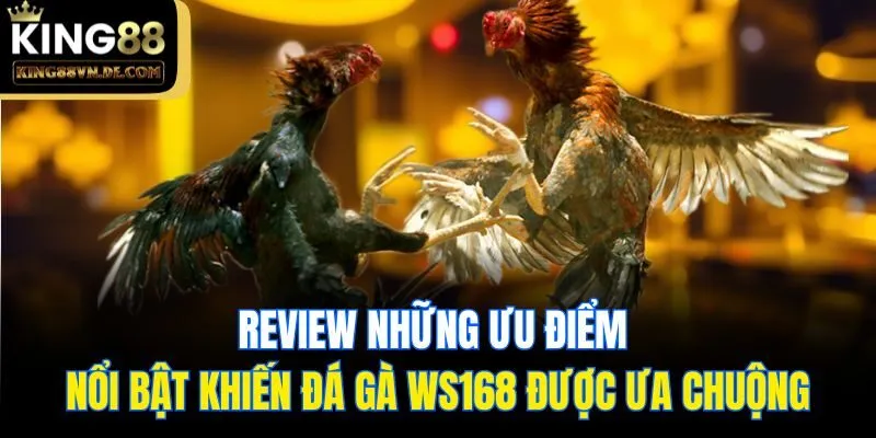 Đá Gà WS168 - Sân Chơi Giải Trí Cho Kê Thủ Chuyên Nghiệp 5 Review những ưu điểm nổi bật khiến đá gà WS168 được ưa chuộng
