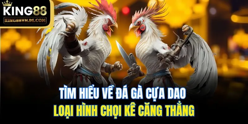Tìm Hiểu Về Đá Gà Cựa Dao - Loại Hình Chọi Kê Căng Thẳng 7 Tìm Hiểu Về Đá Gà Cựa Dao - Loại Hình Chọi Kê Căng Thẳng