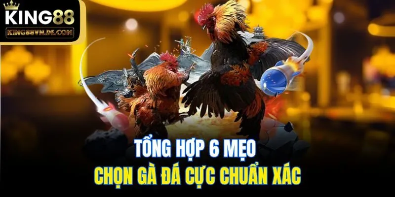 Top 6 Mẹo Chọn Gà Đá Cực Hay Và Chuẩn Xác Từ Sư Kê King88 5 Tổng hợp 6 mẹo chọn gà đá cực chuẩn xác