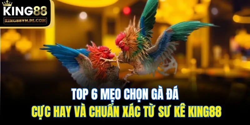 Top 6 Mẹo Chọn Gà Đá Cực Hay Và Chuẩn Xác Từ Sư Kê King88 3 Top 6 Mẹo Chọn Gà Đá Cực Hay Và Chuẩn Xác Từ Sư Kê King88