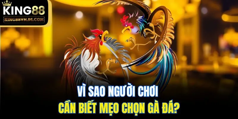 Top 6 Mẹo Chọn Gà Đá Cực Hay Và Chuẩn Xác Từ Sư Kê King88 4 Vì sao người chơi cần biết mẹo chọn gà đá?